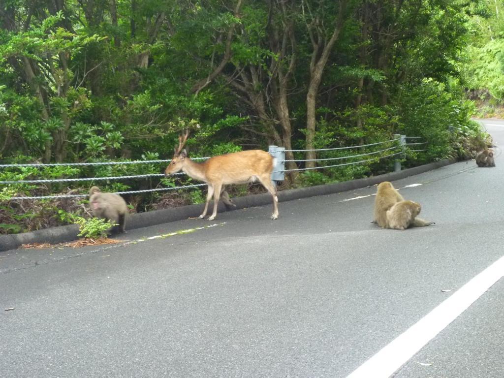 Minshuku Kaisei 1 Vandrehjem Yakushima  Eksteriør billede