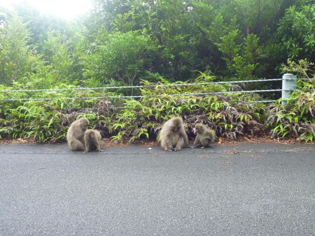 Minshuku Kaisei 1 Vandrehjem Yakushima  Eksteriør billede